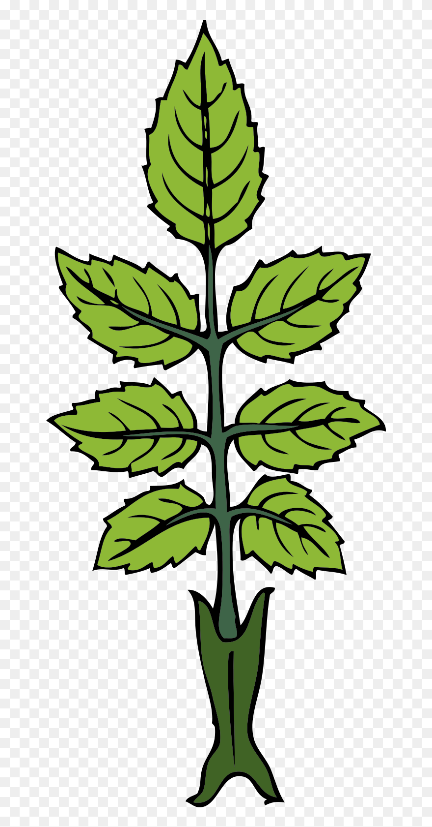 Draw A Mint Plant Clipart