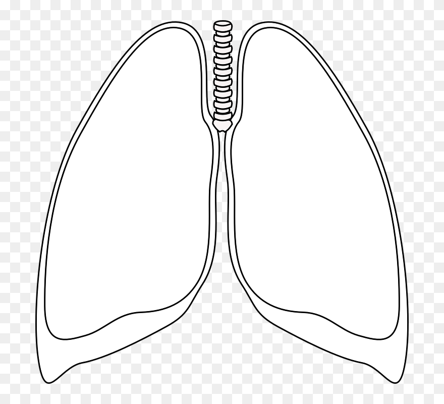 Transparent Lung Png - Lungs Clipart Black And White