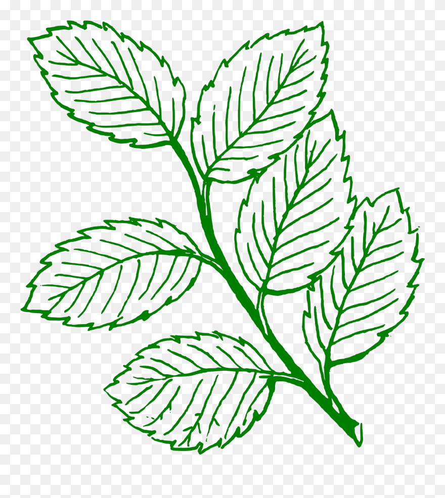 Leaves Clipart Black And White - Png Download