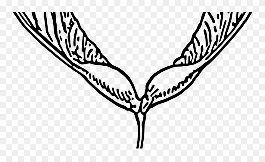 Maple Syrup Taffy - Maple Tree Seed Drawing Clipart