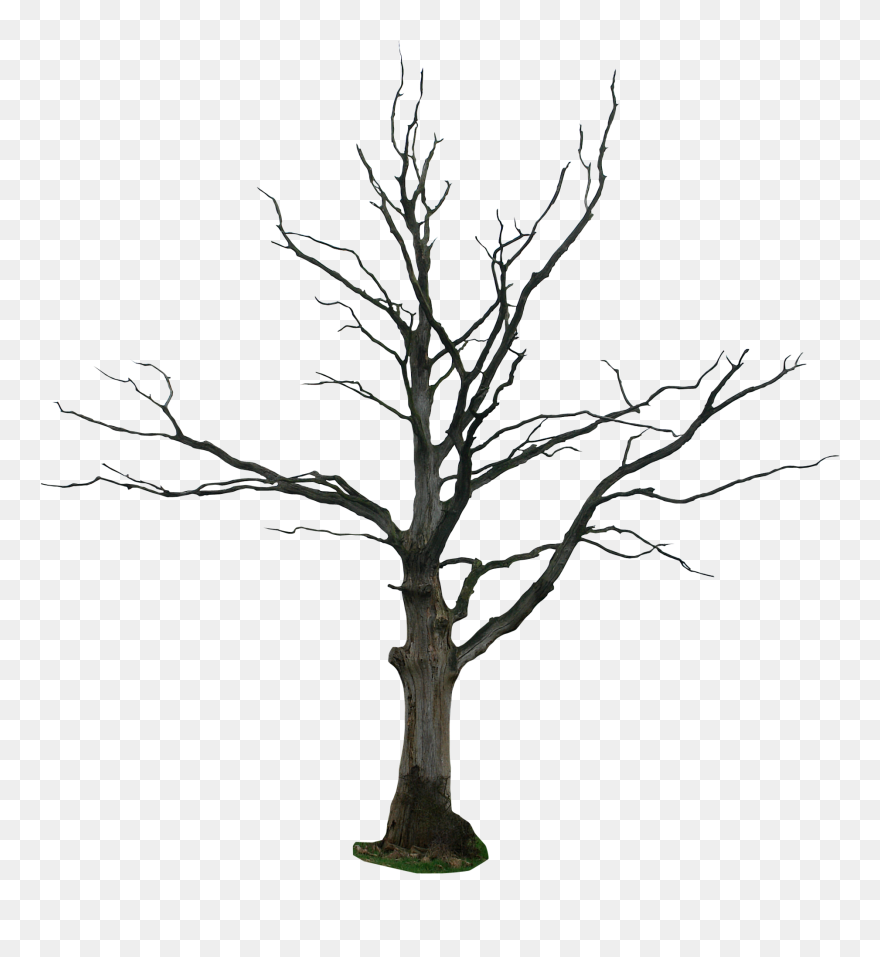 Tree Trunk Clipart Outline Graphic Transparent Black - Dead Tree Png