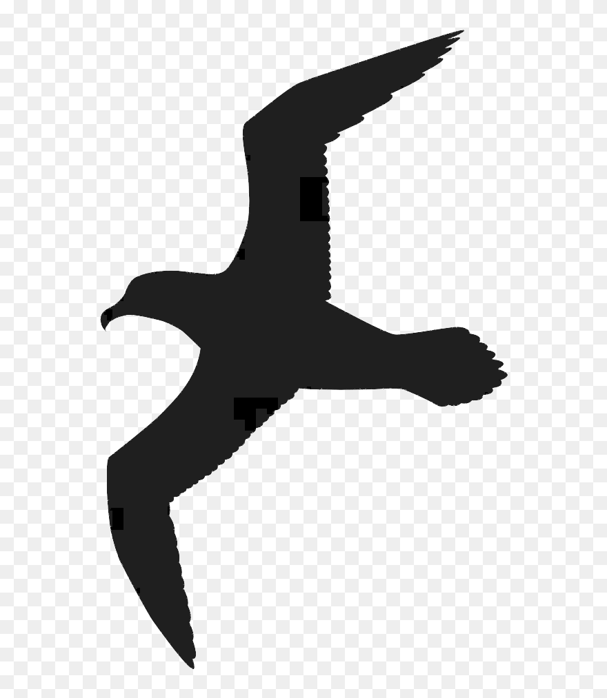 Gulls Bird Great Black-backed Gull Drawing Clip Art - Black Seagull Clipart - Png Download