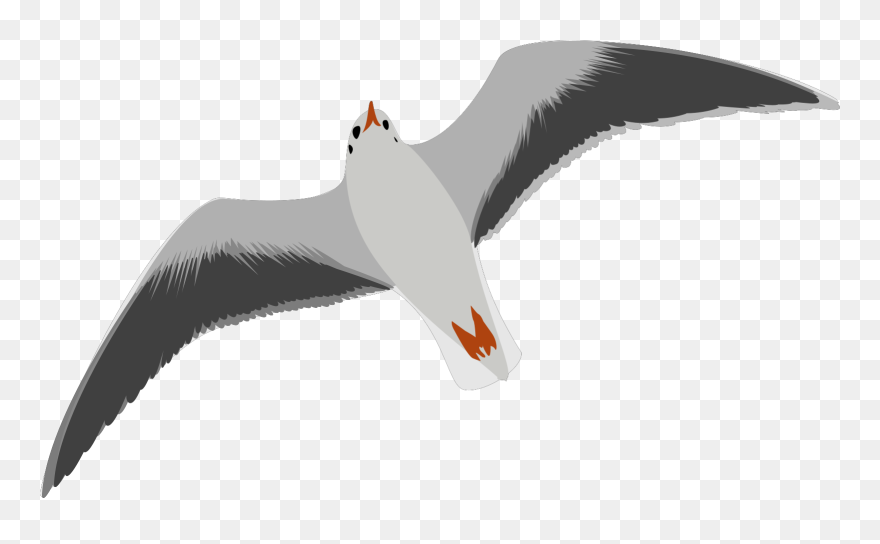 Transparent Background Seagull Clipart - Png Download