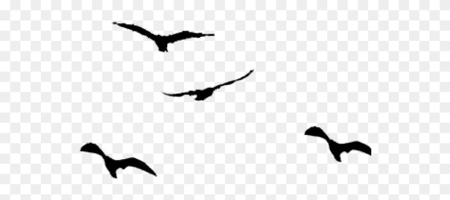 Bird Silhouette Transparent Background Clipart