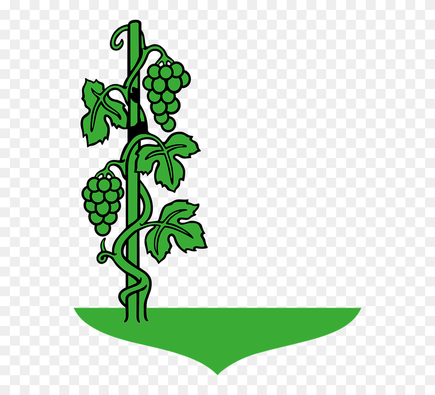 Vine Free Collection Download - Drawing Of Grapes Tree Clipart