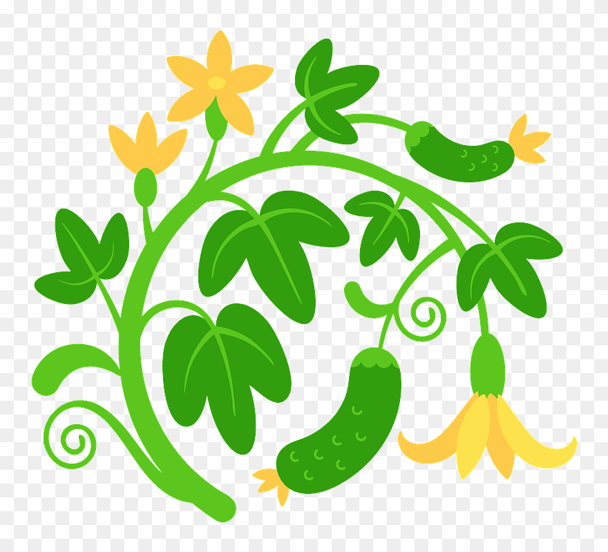 Cucumber Clipart - Png Download
