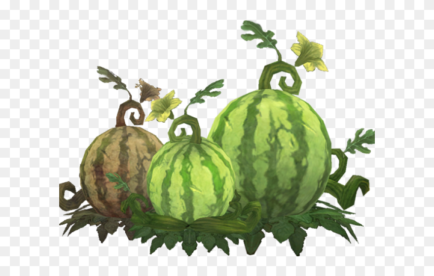 Cantaloupe Clipart Cucumber Melon - Watermelon Plant Clipart - Png Download