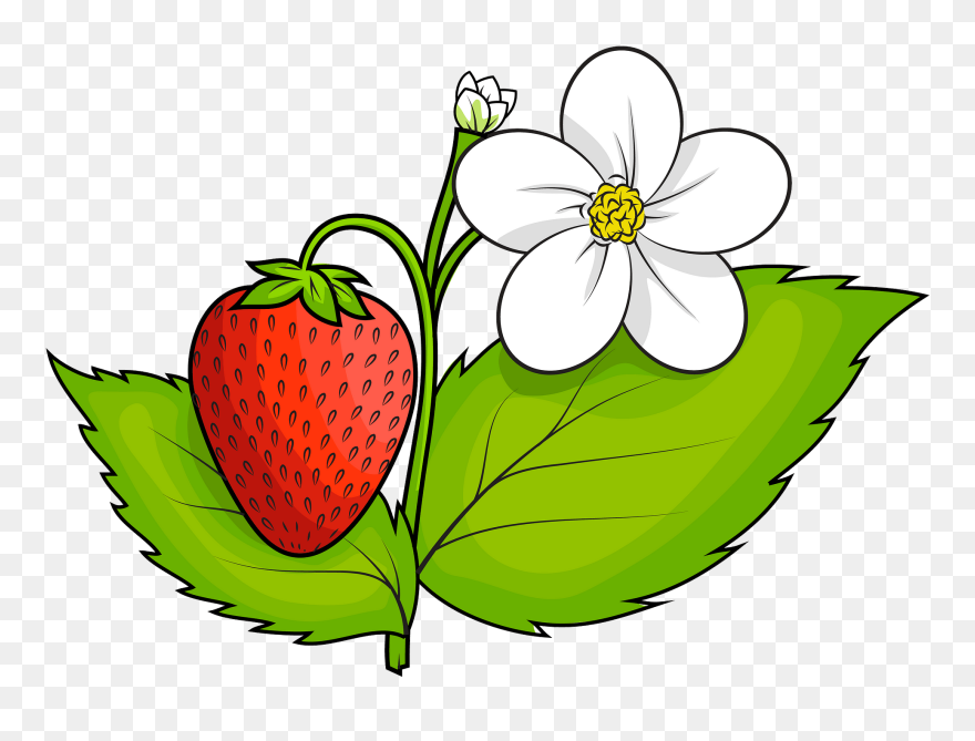 Plant Clipart Free Download - Strawberry Plant Clipart - Png Download