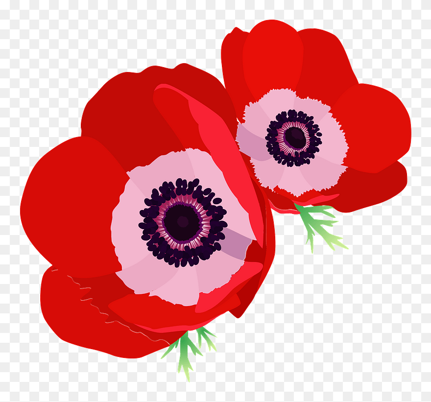 Poppy Anemone Flower Clipart - Poppy - Png Download