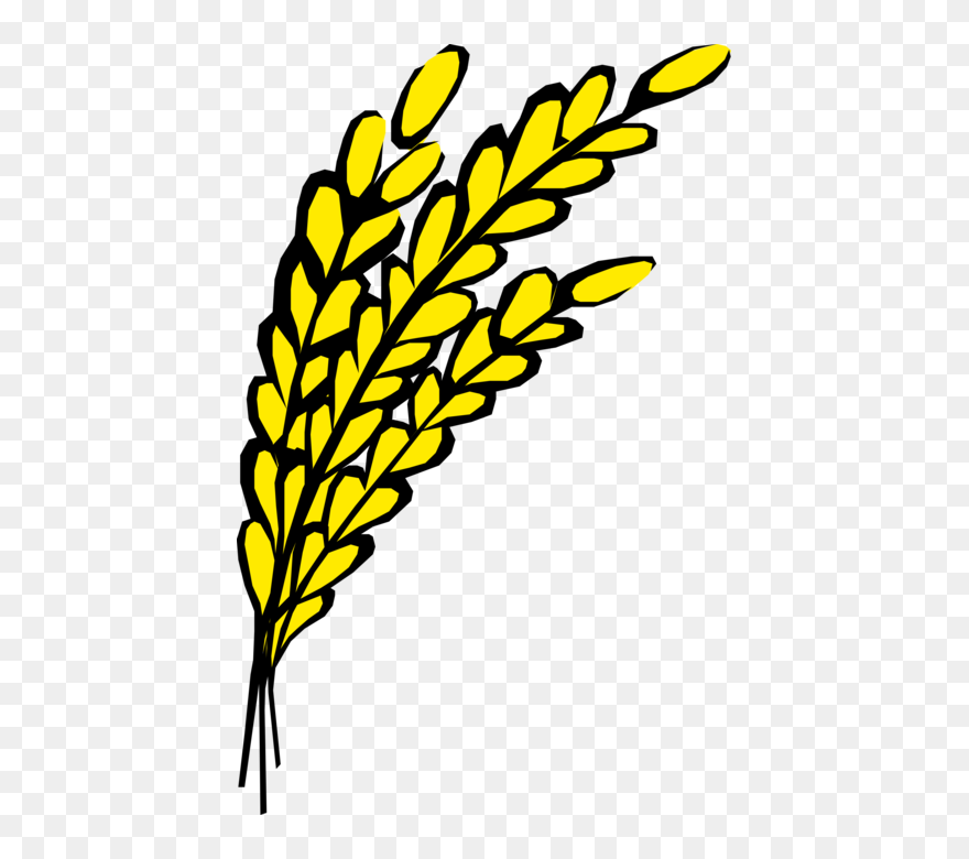Vector Illustration Of Wheat Grain Of Cereal Grass - Clipart Wheat Grain Png Transparent Png
