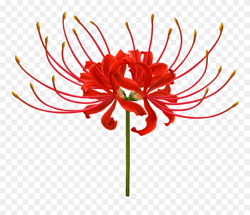 イラスト 曼珠 沙 華 Clipart