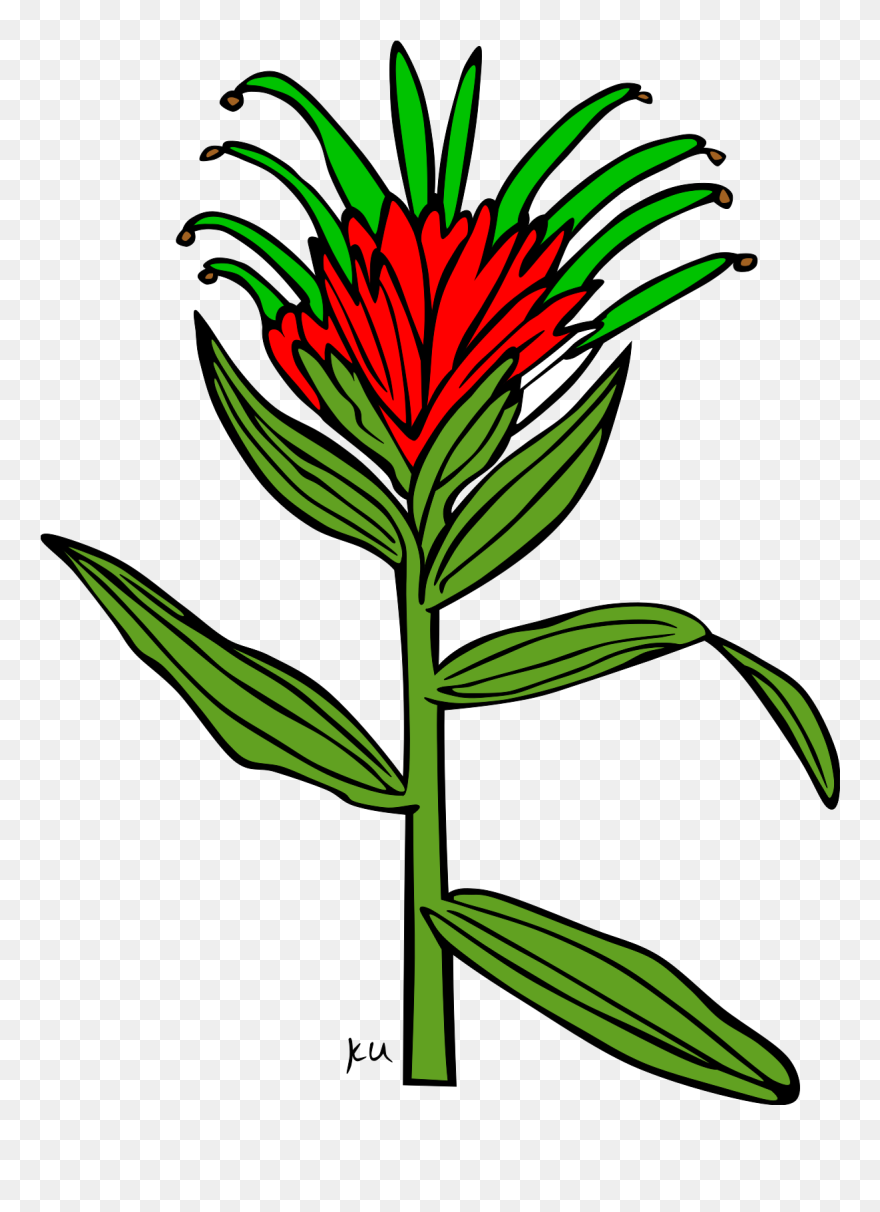 Wyoming Indian Paintbrush Drawing Easy Clipart