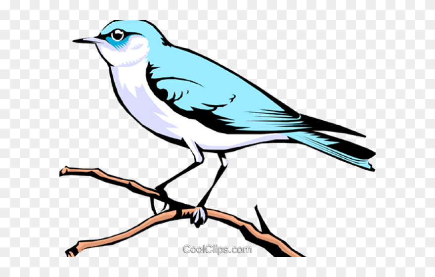Mountain Bluebird Clipart - Png Download
