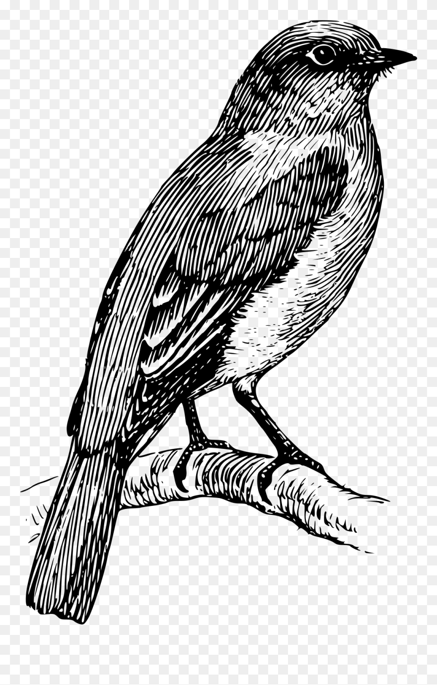 Black And White Bird Tattoo Clipart