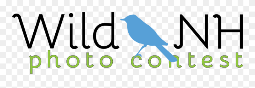 Bluebird Clipart Audubon - Mountain Bluebird - Png Download