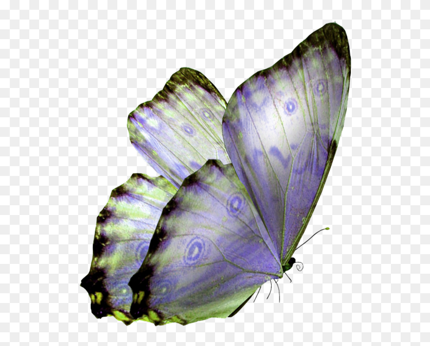 Glasswing Butterfly Monarch Butterfly Clip Art - Transparent Background Butterfly Png