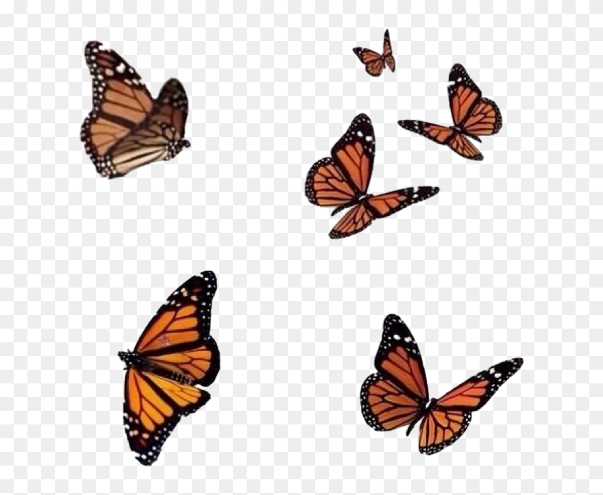 #aesthetic #aesthetictumblr #aestheticsticker #aestheticorange - Butterfly Png For Editing Clipart