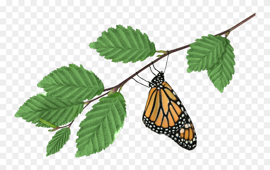 Monarch On Branch - Monarch Butterfly Clipart