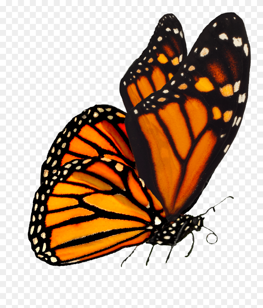 Largest Collection Of Free To Edit Monarch Butterflies - Monarch Butterfly Transparent Background Clipart