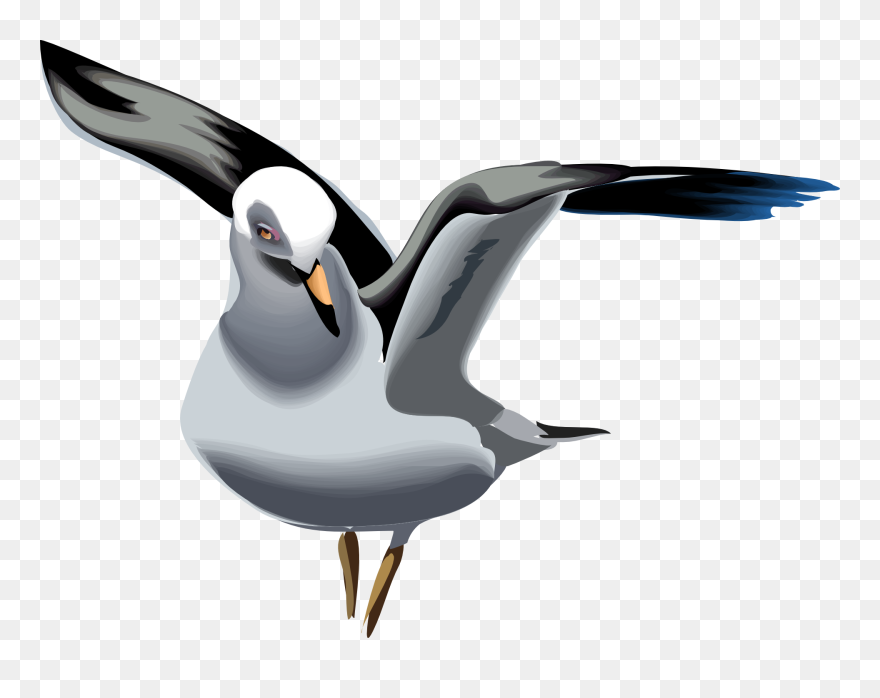 Seagull Clipart