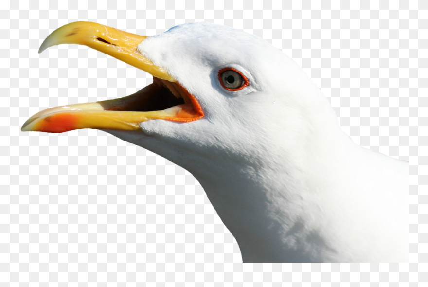 Seagull Head No Background Clipart