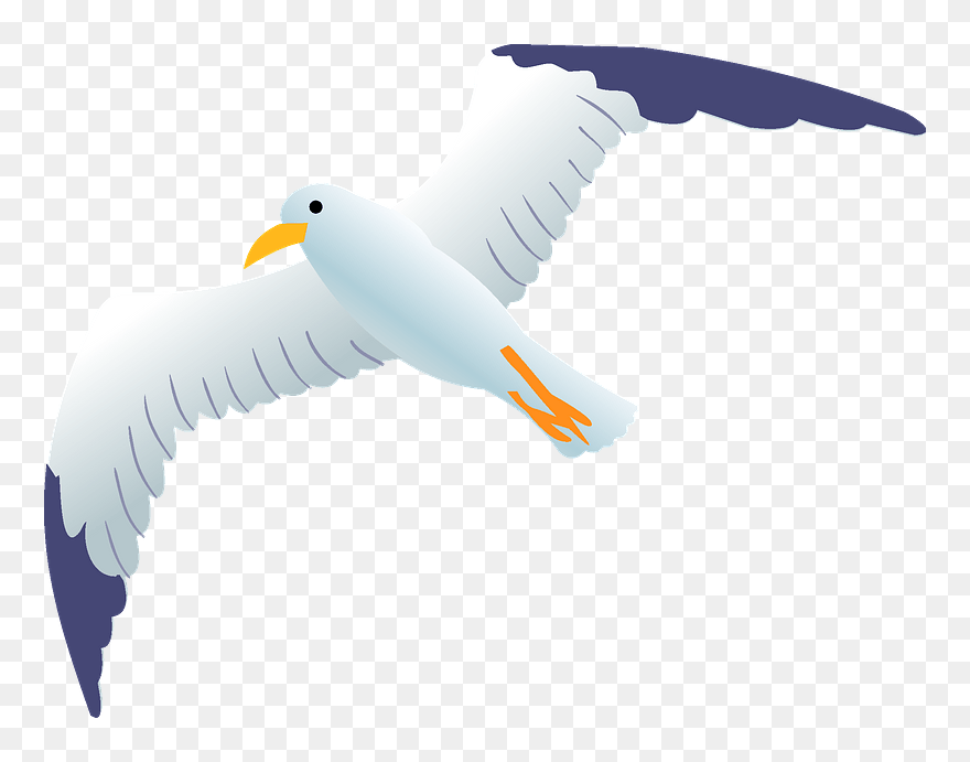 Sea Gull Clipart - Albatross - Png Download