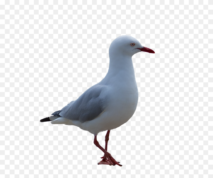 Seagull Clipart Post Clipart - Seagull Png Transparent Png