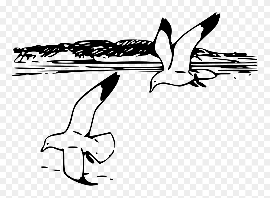 Herring Gulls - Seagull Clipart Black And White - Png Download