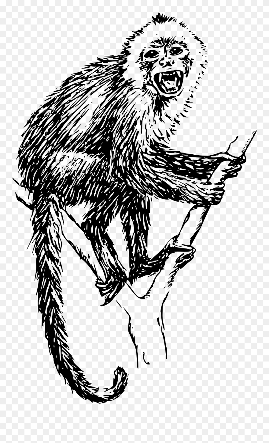 Lion Tailed Macaque Diagram Clipart