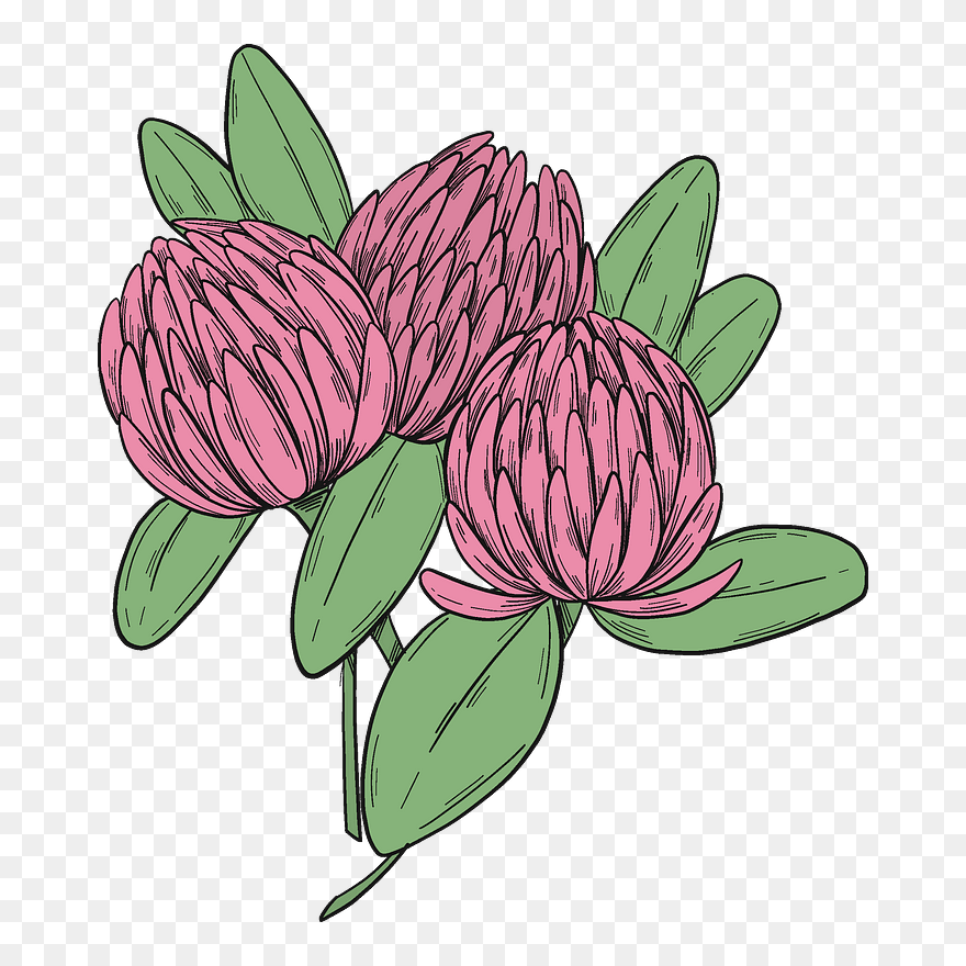 Pink Clover Clipart - Fritillaria - Png Download