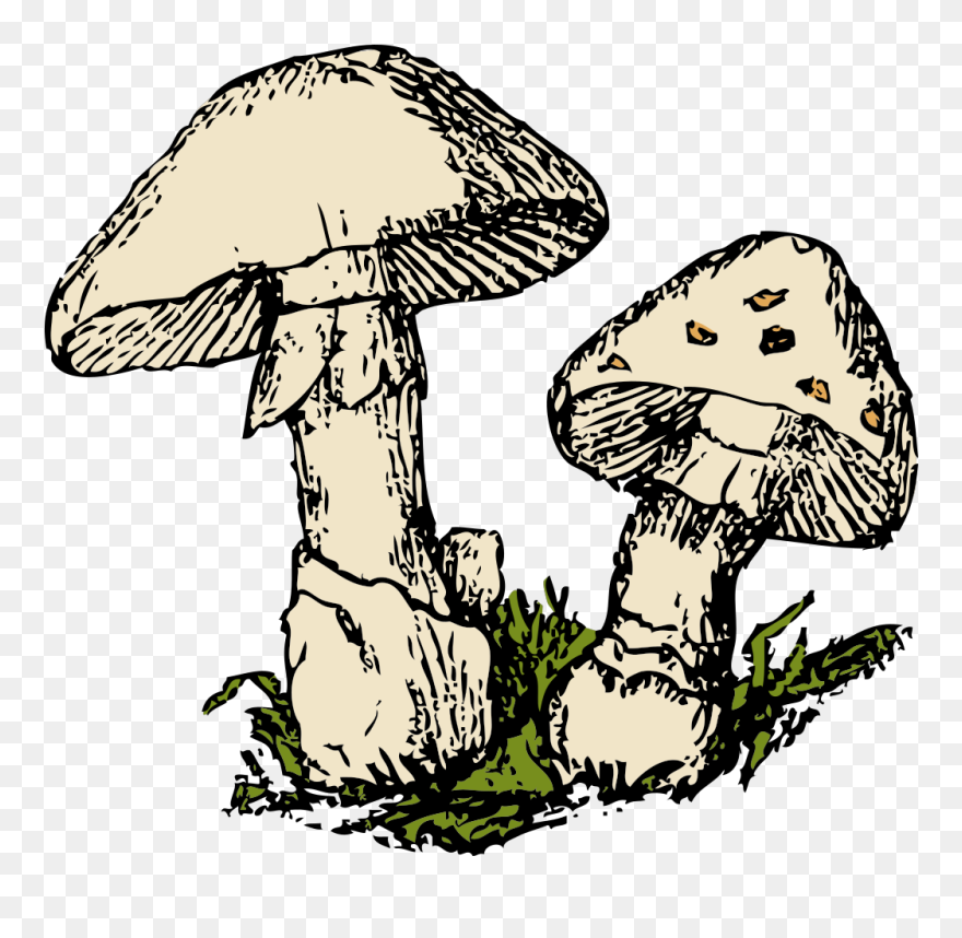 Two Mushrooms Svg Clip Arts - Fungi Clip Art - Png Download