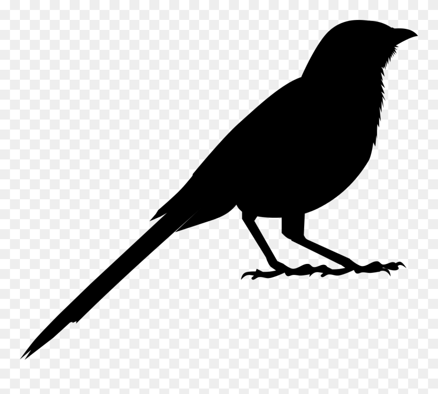 American Crow Clip Art Fauna Silhouette Common Raven - Crow - Png Download