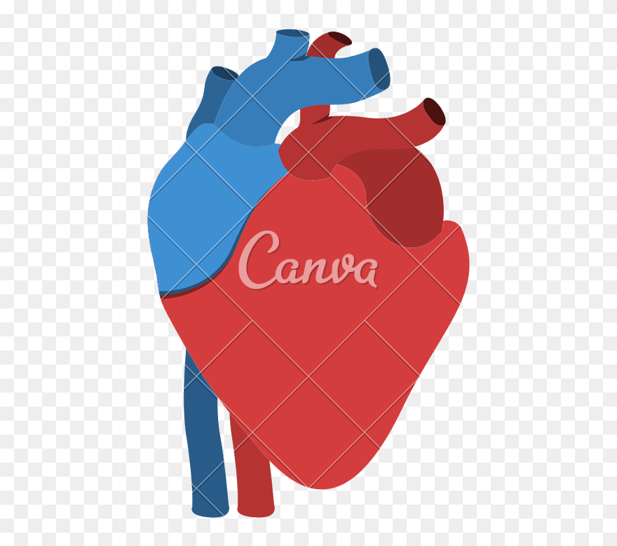 Transparent Human Heart Clipart - Free Heart Organ Vector - Png Download