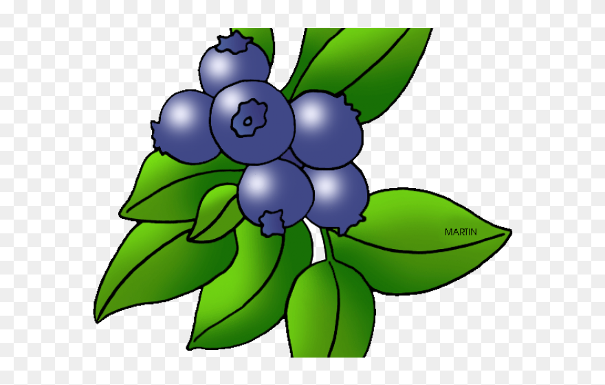 Blueberry Clip Art - Png Download