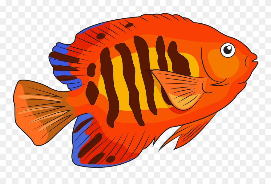 Flame Angelfish Clipart - Angelfish Clipart - Png Download