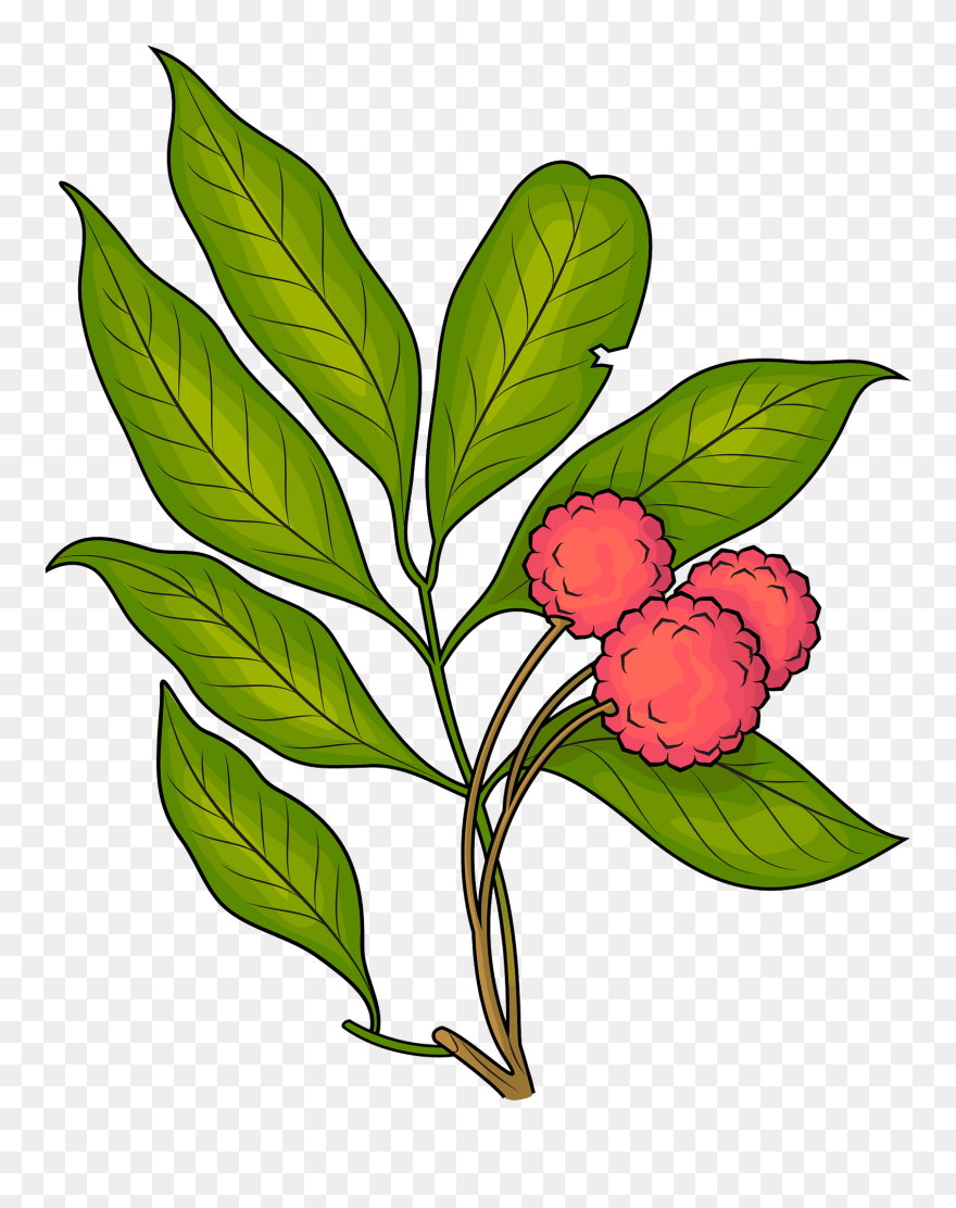 Fruit Clipart