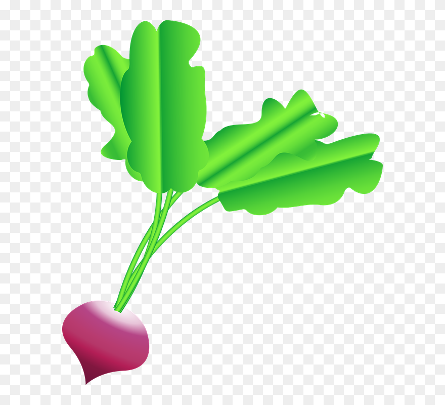 Radish Clipart Transparent - Rabanete Desenho Png