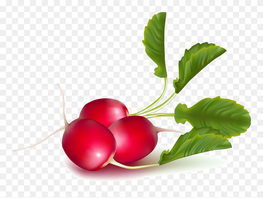 Radish Png - Клипарт Редиска Clipart