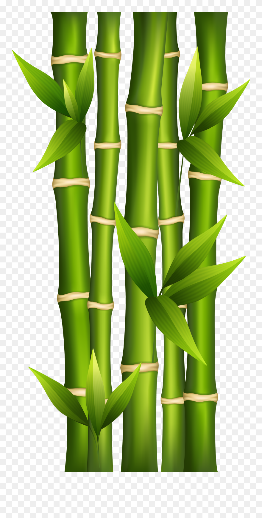 Bamboo Png Clipart Image - Bamboo Clipart Transparent Png