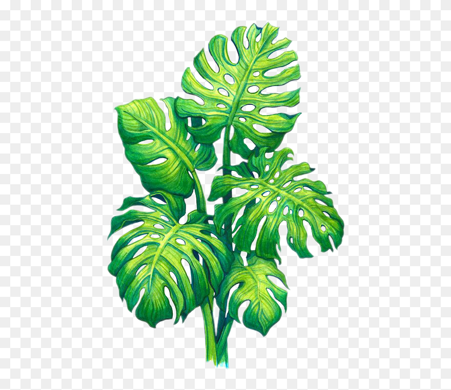 Monstera Art Clipart