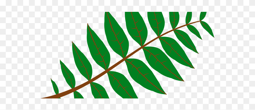 Pinnate Leaf - Tropical Rainforest Leaves Clipart - Png Download