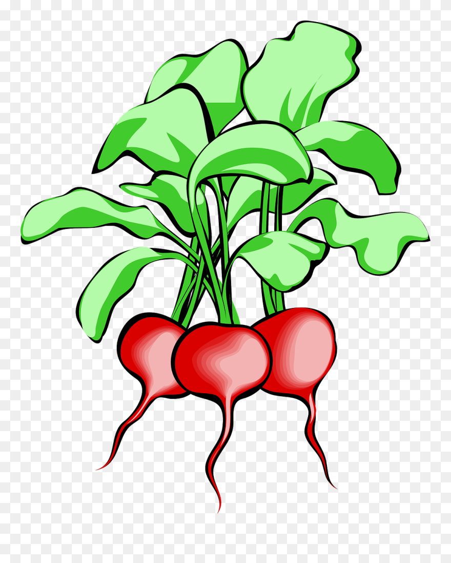 Architetto Ravanello Clipart - Radish Clipart - Png Download