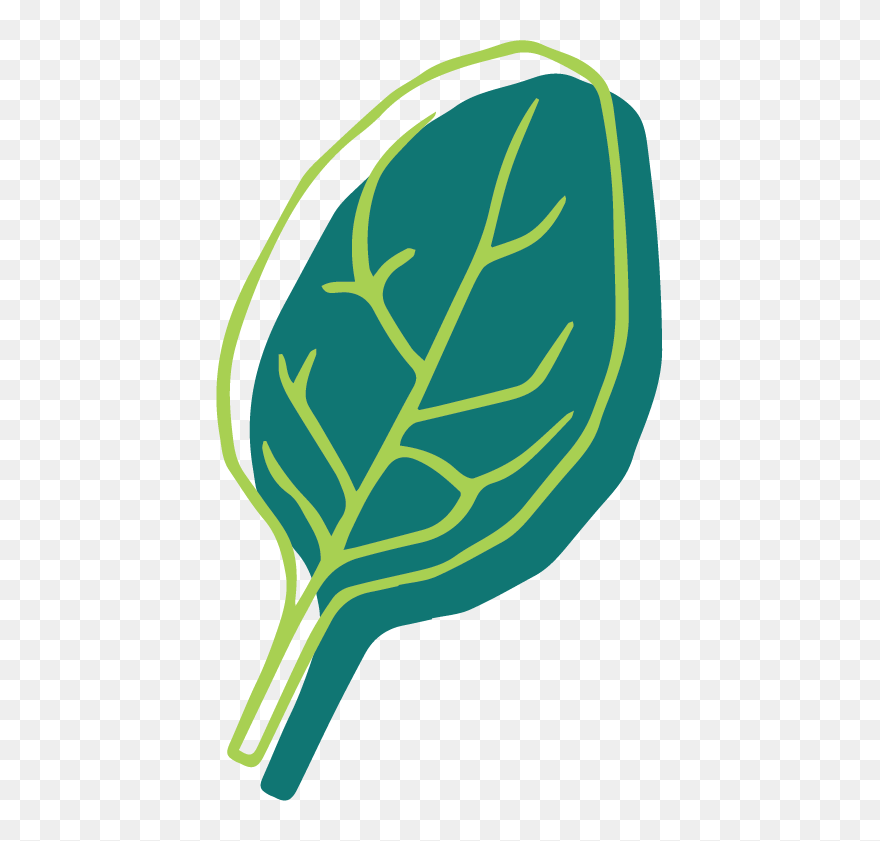 Zucchini Clipart Marrow - Png Download