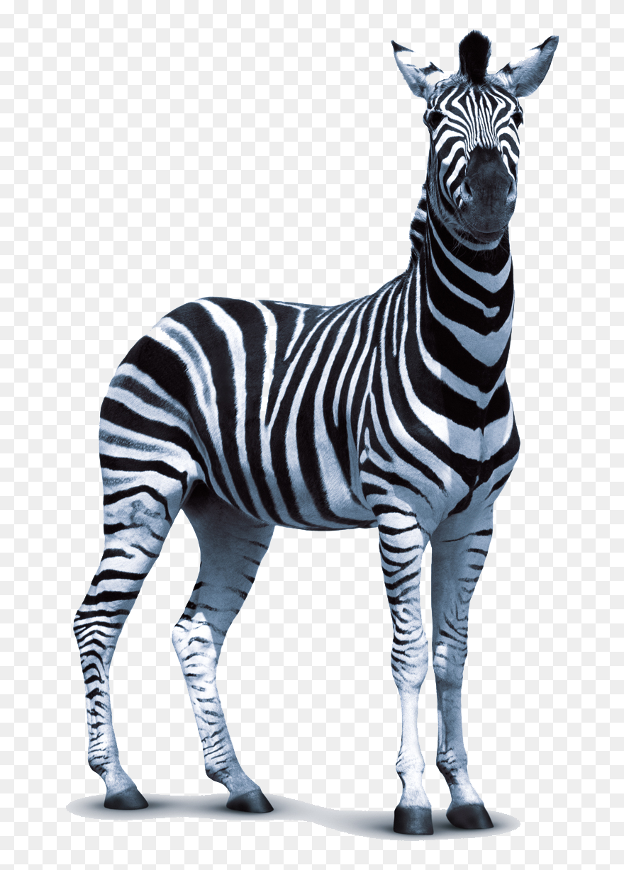 Zebra Technologies Clip Art - Transparent Zebra Png