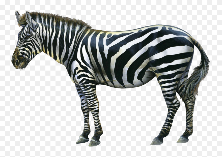 Transparent Zebra Clip Art - Animal Zebra - Png Download