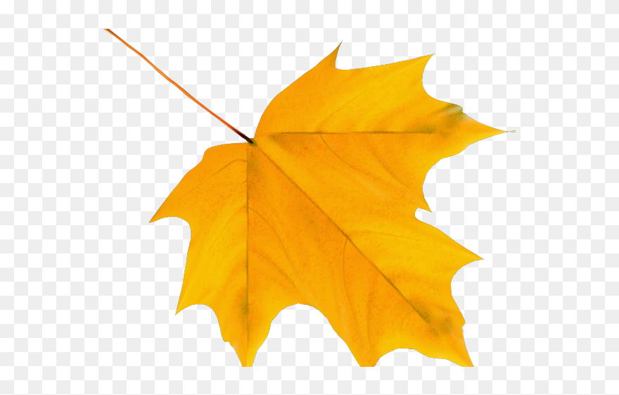 Autumn Leaf Clipart Png Transparent Png