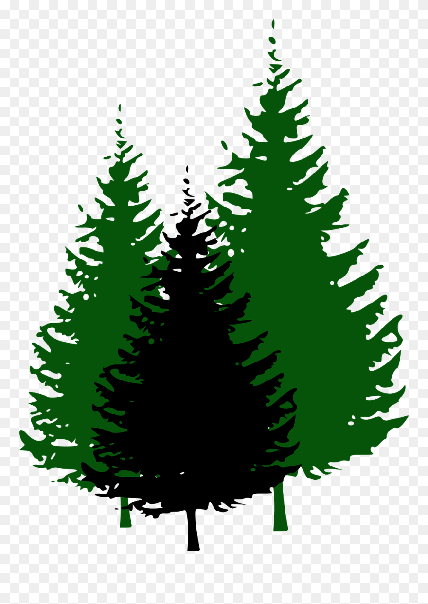 Pine Tree Fir Clip Art - Pine Tree Black And White - Png Download