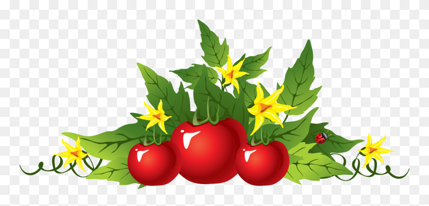 Red Tomatoes Png Image - Tomato Flower Plant Clipart Transparent Png