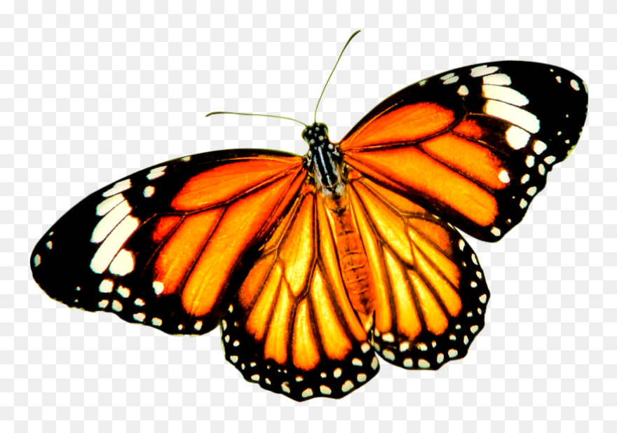 Monarch Butterfly Tiger Danaus Genutia Insect - Transparent Background Monarch Butterfly Png Clipart