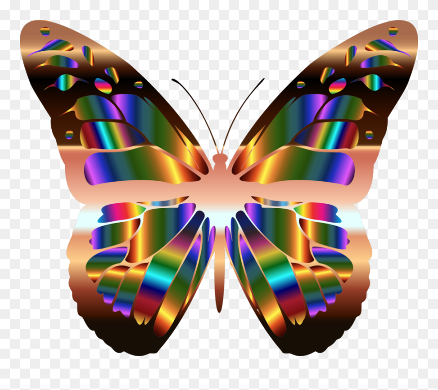 Real Monarch Butterfly Real Pretty Butterflies Clipart